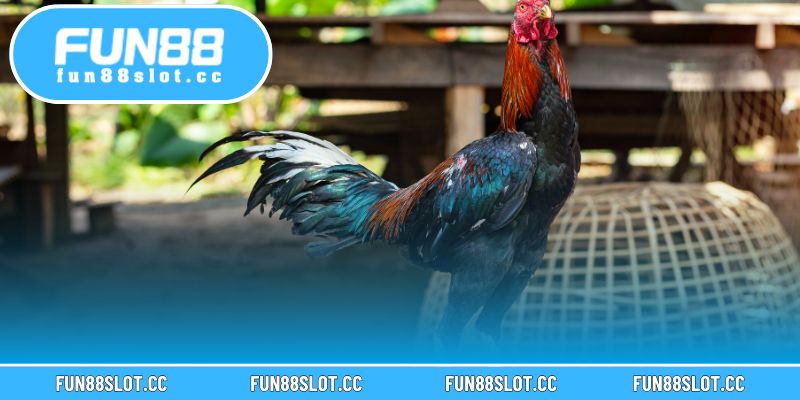 Chăm sóc khoa học giúp gà phát triển toàn diện và duy trì phong độ