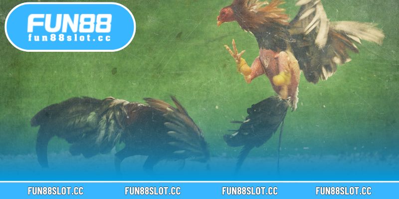 Chọn trận phù hợp và quản lý vốn hợp lý để tối ưu cơ hội chiến thắng