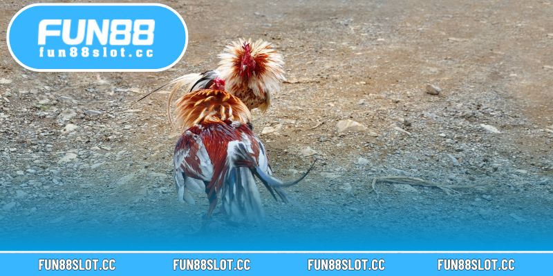 Gà Mặt Trăng Tại Fun88 – Giống Gà Quý Hiếm Độc Đáo 3 Cơ bắp săn chắc, phản xạ nhanh giúp chiến kê tấn công chính xác