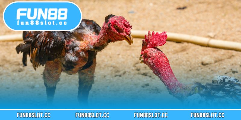 Dáng đứng oai phong và phản ứng nhanh giúp giống gà này luôn chiếm ưu thế