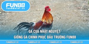 Gà Cựa Nhật Nguyệt: Giống Gà Chinh Phục Đấu Trường Fun88