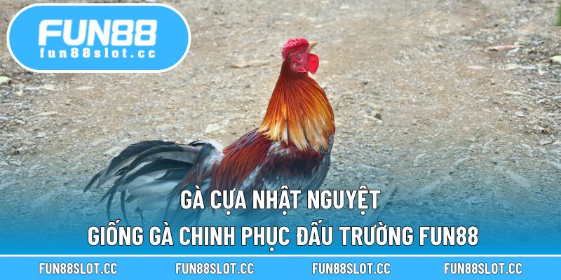 Gà Cựa Nhật Nguyệt: Giống Gà Chinh Phục Đấu Trường Fun88