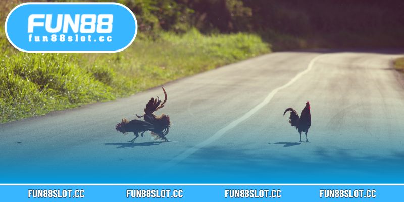 Gà cựa nhật nguyệt sở hữu cặp cựa hai màu, tượng trưng cho may mắn