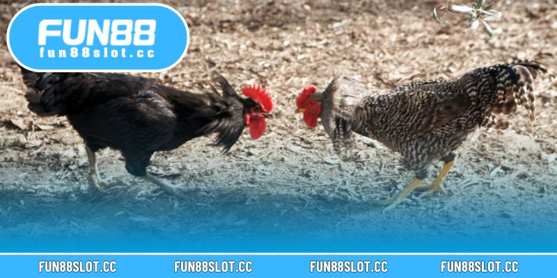 Màu Mạng Gà Tại Fun88 – Chọn Gà Chuẩn Phong Thủy Thắng Lớn 3 Gà đen và gà xanh phù hợp cho các trận đấu cần tốc độ và sức bền