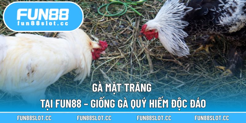 Gà Mặt Trăng Tại Fun88 – Giống Gà Quý Hiếm Độc Đáo