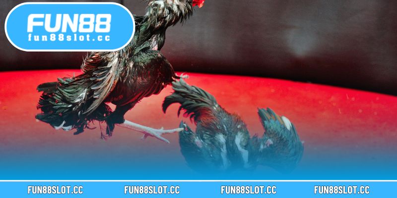 Gà Mặt Trăng Tại Fun88 – Giống Gà Quý Hiếm Độc Đáo 2 Gà mặt trăng – Giống gà quý hiếm với khuôn mặt tròn và bộ lông ánh bạc