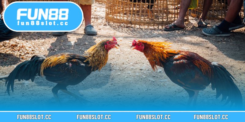 Hiểu rõ luật đá gà giúp người chơi tránh rủi ro và chọn kèo chuẩn xác