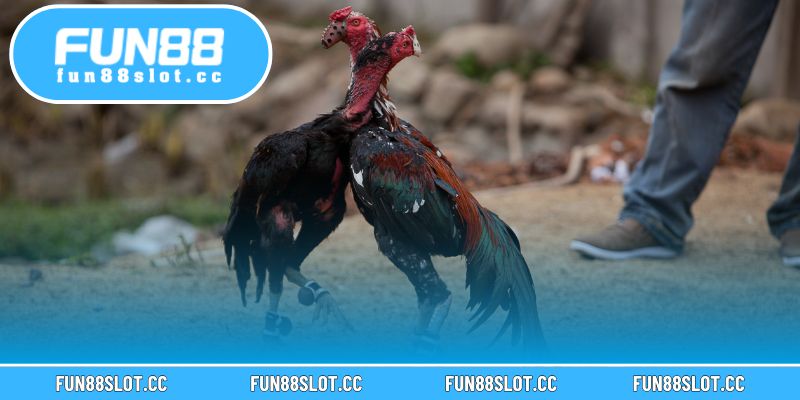 Màu Mạng Gà Tại Fun88 – Chọn Gà Chuẩn Phong Thủy Thắng Lớn 2 Hiểu rõ màu mạng gà giúp người chơi lập chiến thuật cá cược