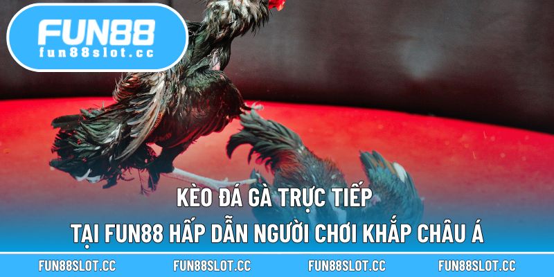 Kèo Đá Gà Trực Tiếp Tại Fun88 Hấp Dẫn Người Chơi Khắp Châu Á
