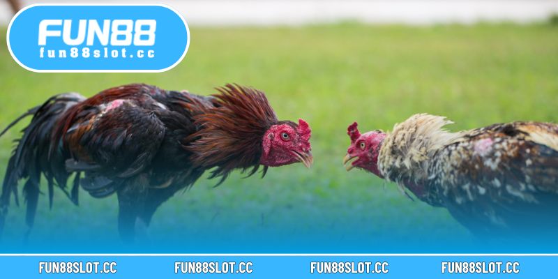 Màu Mạng Gà Tại Fun88 – Chọn Gà Chuẩn Phong Thủy Thắng Lớn 4 Kết hợp màu mạng với đặc điểm cơ thể giúp dự đoán kết quả chính xác