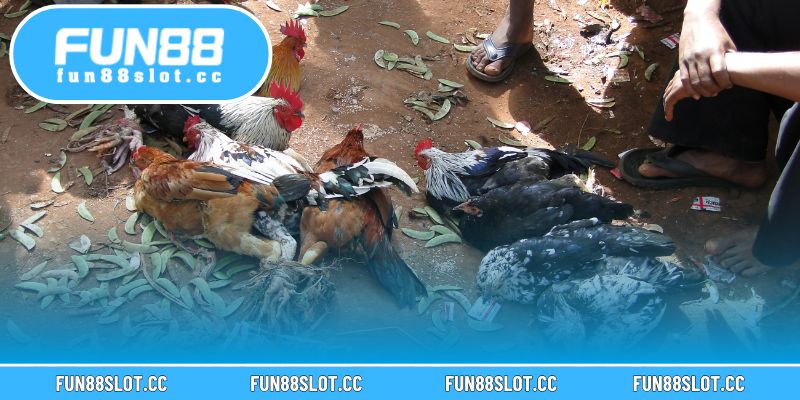 Làm giàu từ chăn nuôi gà đá giúp nâng cao sức khỏe và khả năng thi đấu