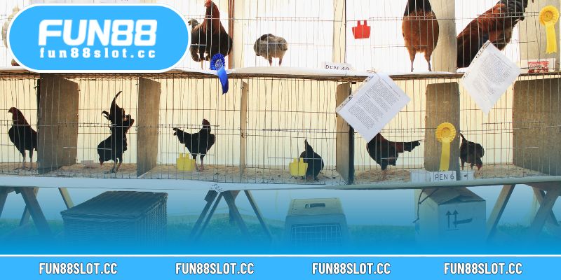 Người chơi dễ dàng chọn và đặt cược các trận đá gà trực tuyến