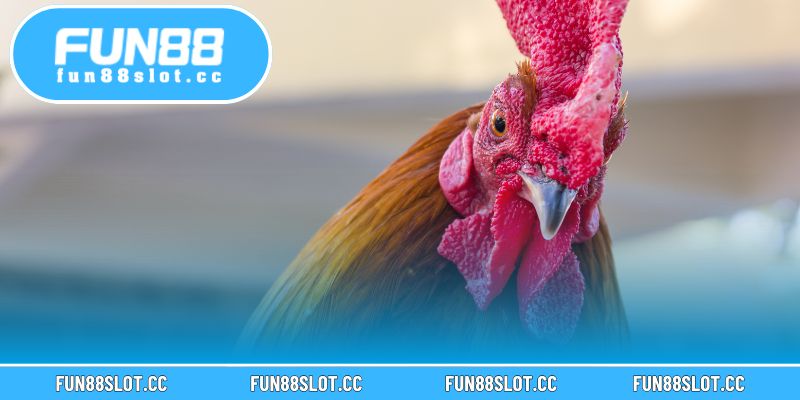 Kèo Đá Gà Trực Tiếp Tại Fun88 Hấp Dẫn Người Chơi Khắp Châu Á 4 Phân tích phong độ chiến kê, quan sát hiệp đầu và quản lý vốn hiệu quả