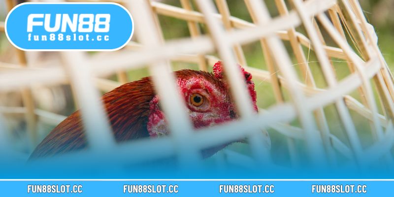 Kèo Đá Gà Trực Tiếp Tại Fun88 Hấp Dẫn Người Chơi Khắp Châu Á 3 Tham gia kèo đá gà dễ dàng chỉ với vài bước đăng ký và đặt cược