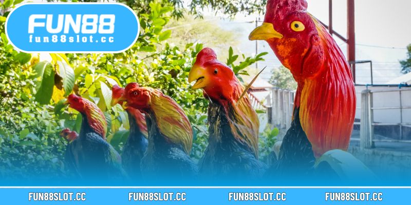 Gà Mặt Trăng Tại Fun88 – Giống Gà Quý Hiếm Độc Đáo 4 Tham gia trận đấu trực tiếp để quan sát và áp dụng chiến thuật