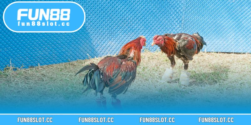 Kèo Đá Gà Trực Tiếp Tại Fun88 Hấp Dẫn Người Chơi Khắp Châu Á 2 Trải nghiệm đá gà trực tiếp chân thực và tỷ lệ thưởng cao