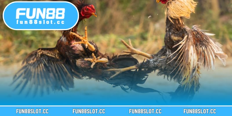 Tránh chọn giống kém chất lượng để tối ưu lợi nhuận lâu dài