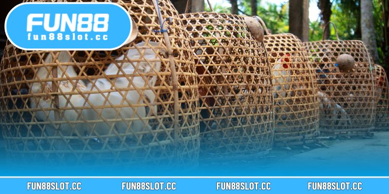 Tuân thủ quy định về cân nặng và trang bị giúp trận đấu công bằng