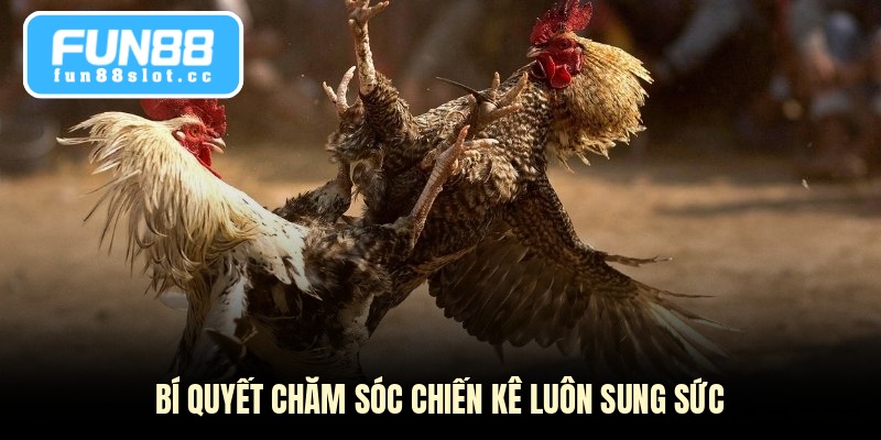 Gà Chọi Cựa Sắt - Bí Quyết Chọn Giống Và Cách Nuôi 4 Bí quyết chăm sóc chiến kê luôn sung sức