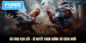 Gà Chọi Cựa Sắt - Bí Quyết Chọn Giống Và Cách Nuôi