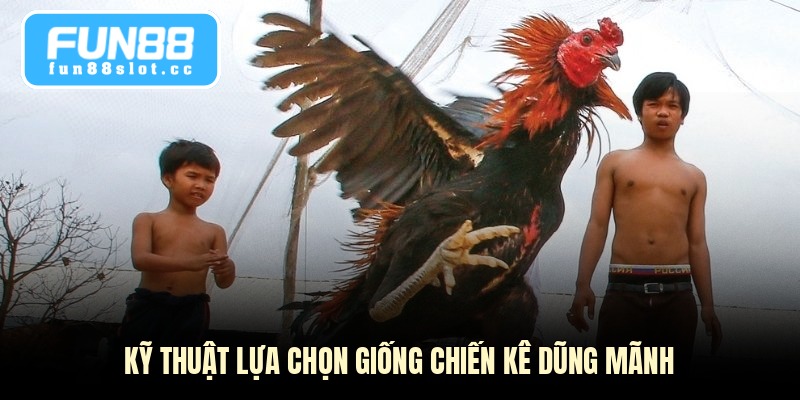 Gà Chọi Cựa Sắt - Bí Quyết Chọn Giống Và Cách Nuôi 3 Kỹ thuật lựa chọn giống chiến kê dũng mãnh