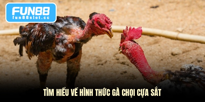 Gà Chọi Cựa Sắt - Bí Quyết Chọn Giống Và Cách Nuôi 2 Tìm hiểu về hình thức gà chọi cựa sắt